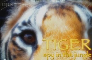 [百度云][全3集][MKV高清][英语中字]BBC纪录片《虎：丛林中窥探》网盘下载